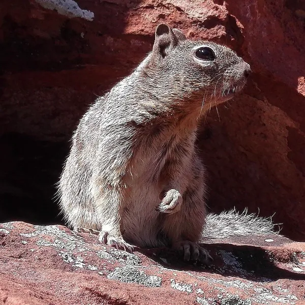 Rock squirrel standing upright on a red sandstone ledge showing its mottled gray-brown fur
