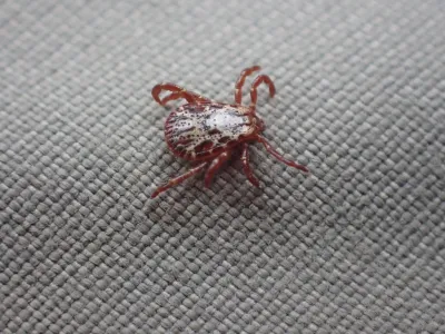 Top-down view of a Rocky Mountain wood tick showing distinctive silver-gray and reddish-brown markings