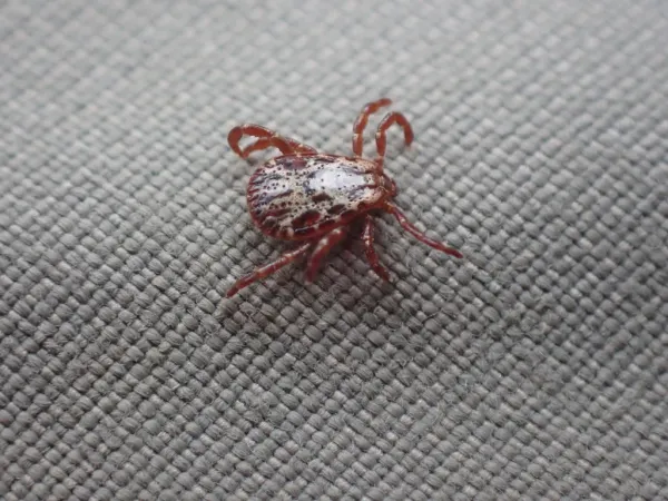 Top-down view of a Rocky Mountain wood tick showing distinctive silver-gray and reddish-brown markings