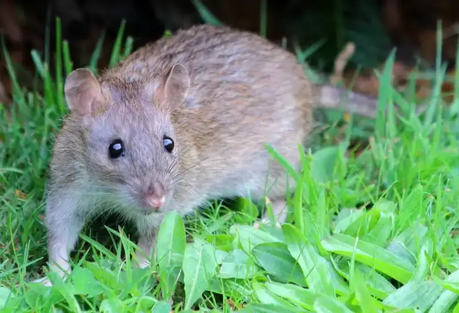Brown rodent in green grass near a home foundation