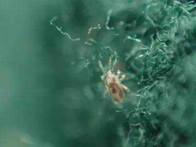 Close-up of a rodent mite showing its oval body and eight legs on fabric