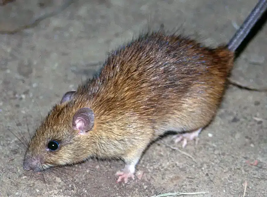 Brown rat on the ground showing typical Norway rat body shape