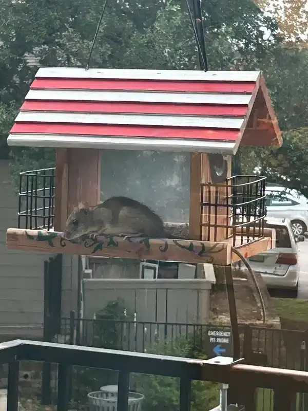 Norway Rat vs Roof Rat: Compare Size, Color, and Habitat