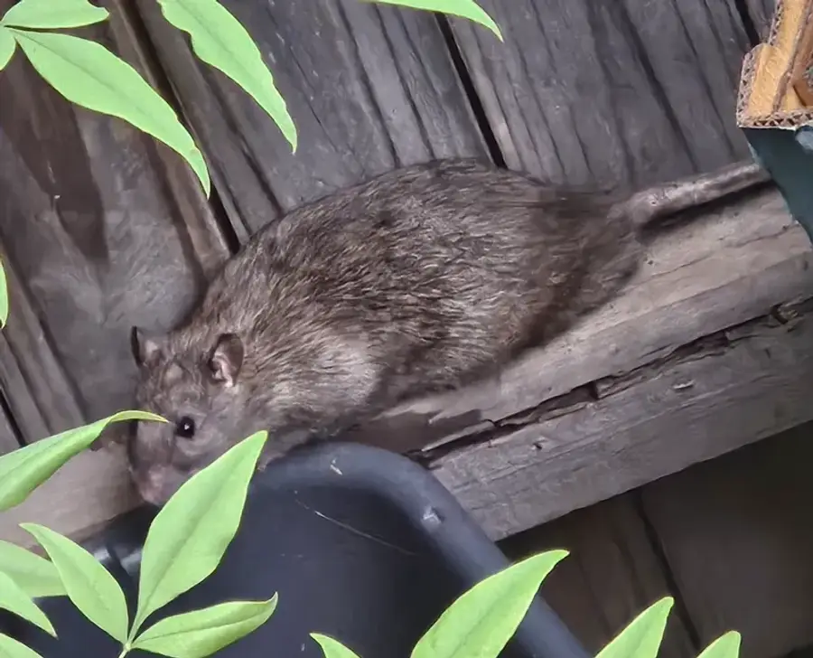 Roof rat climbing on an elevated wooden structure showing agile climbing behavior