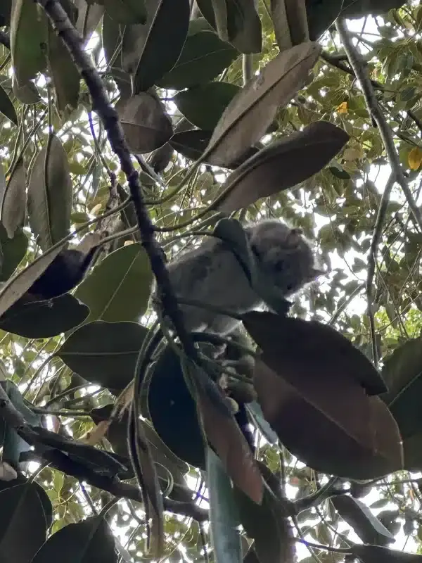 Roof rat climbing in dense foliage showing arboreal habits
