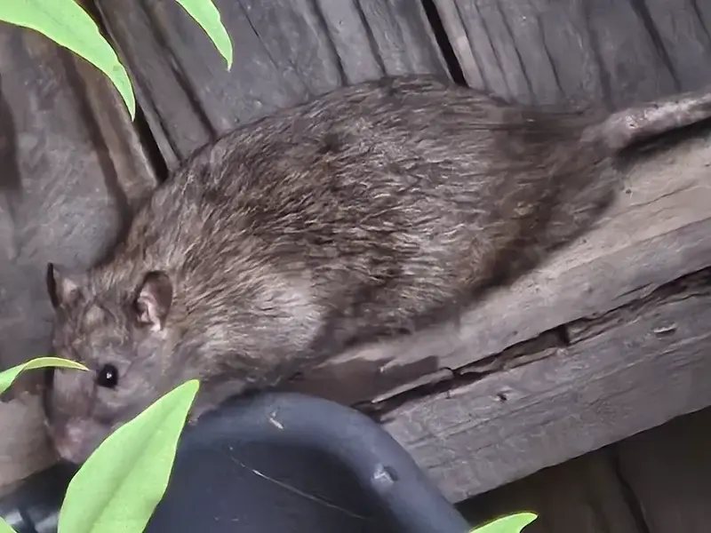 Roof rat on elevated wooden structure showing climbing behavior