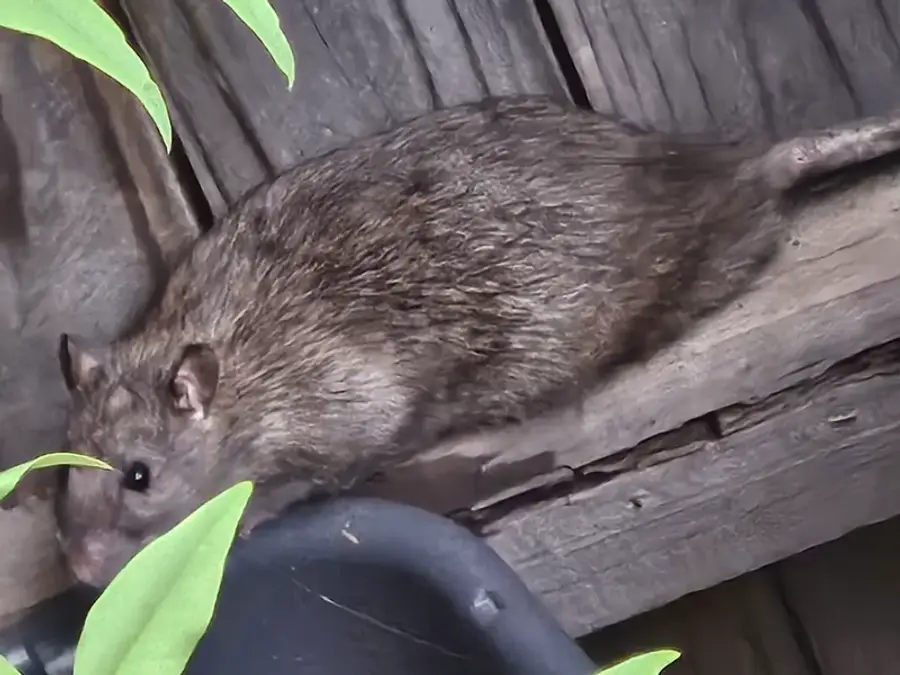 Roof rat climbing on an elevated surface, showing its large ears and long tail