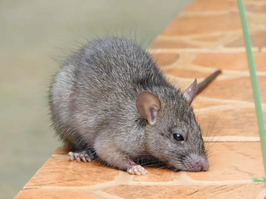 Roof rat on a tiled ledge showing its sleek body, large ears, and pointed muzzle
