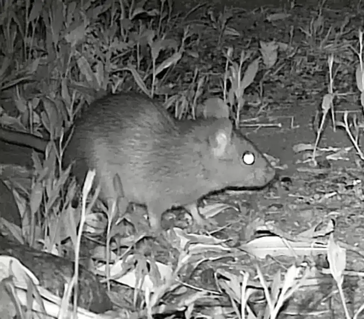 Roof rat identification at night showing distinctive features