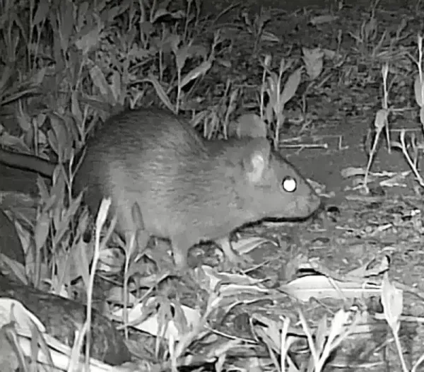 Roof Rat vs Norway Rat: Identify Which Invaded Your Home