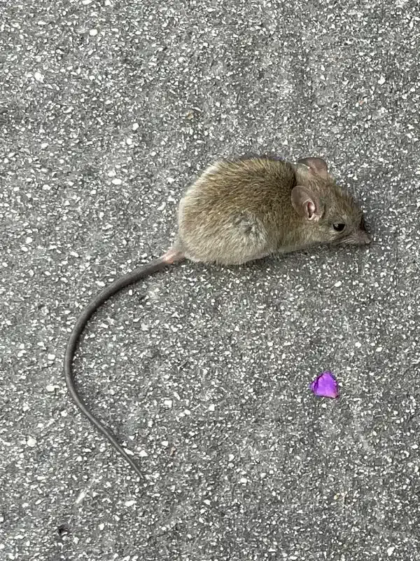 A roof rat showing its characteristic long tail and slender body build