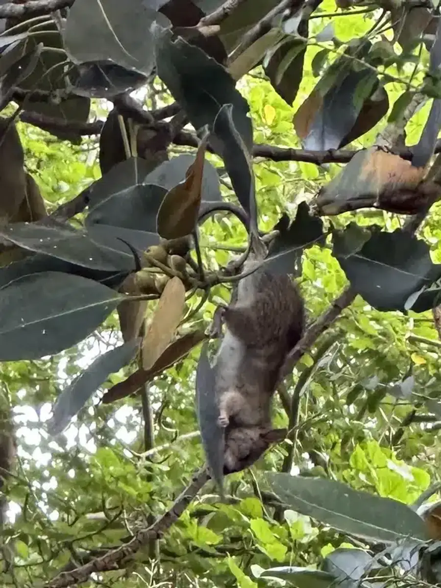Roof rat displaying slender build in natural habitat