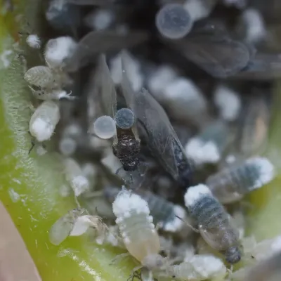 Close-up of a root aphid colony showing winged adults and nymphs with white waxy coating