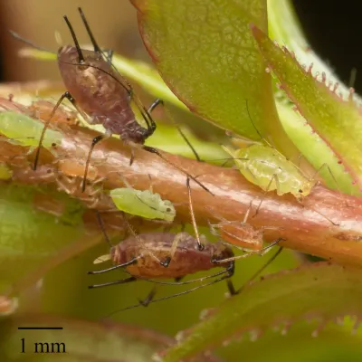Close-up macro photograph of rose aphids on a stem showing green nymphs and a winged adult with a 1 mm scale reference