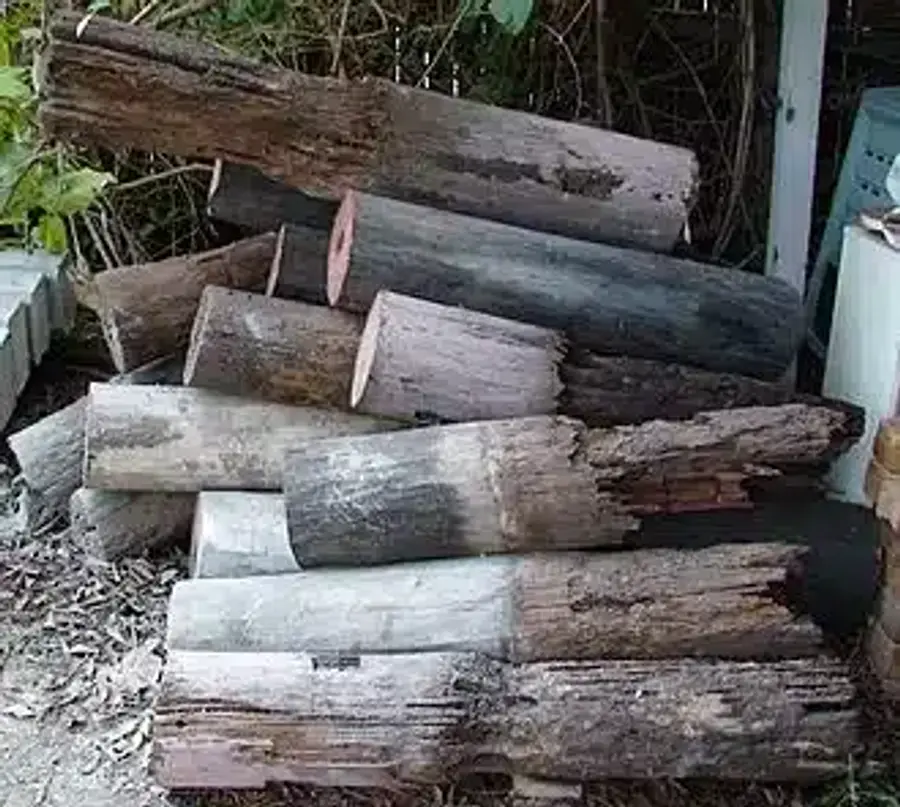 Rotting wooden logs in garden