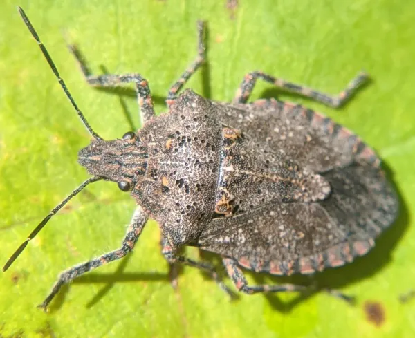 Rough stink bug on a green leaf showing its mottled gray-brown bark-like coloring and shield-shaped body