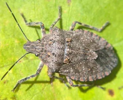 Rough stink bug on a green leaf showing its mottled gray-brown bark-like coloring and shield-shaped body