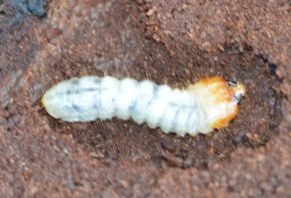 Round-headed borer larva lying in its tunnel, showing the creamy white body and the wider, rounded segments behind the dark head