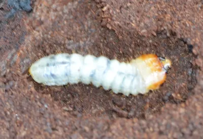 Round-headed borer larva lying in its tunnel, showing the creamy white body and the wider, rounded segments behind the dark head