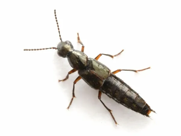 Rove beetle viewed from above showing short wing covers and a long, exposed, segmented abdomen
