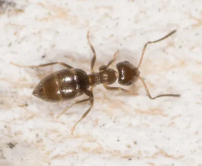 Top-down view of a rover ant on a light-colored surface showing its dark brown coloration and characteristic body shape