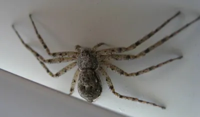 Running crab spider showing flattened body and long legs on a light surface