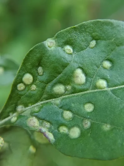 Leaf showing characteristic gall bumps caused by rust mite feeding