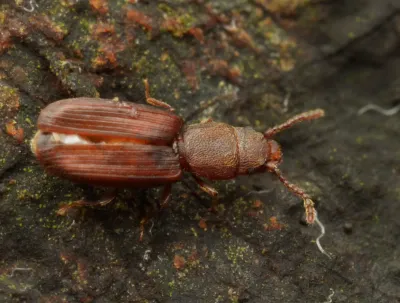 Close-up top-down view of a rusty grain beetle showing its reddish-brown coloring and flattened body shape