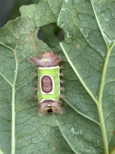 Top-down view of saddleback caterpillar on a leaf showing distinctive green saddle marking and venomous spines