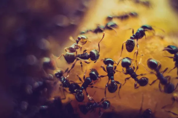 Short Guide To Carpenter Ants
