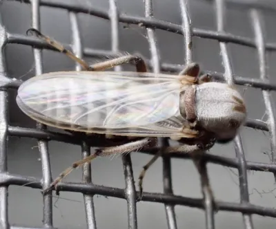 Close-up of a sand fly (biting midge) showing its small body and wings