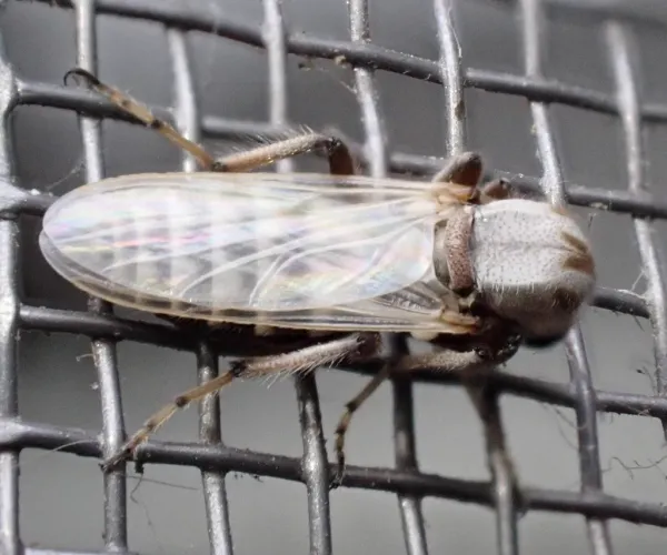Close-up of a sand fly (biting midge) showing its small body and wings