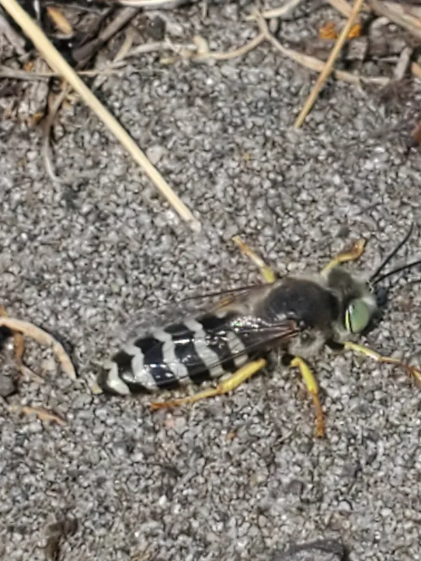 Top-down view of an American sand wasp on sandy ground showing distinctive black and white banded abdomen