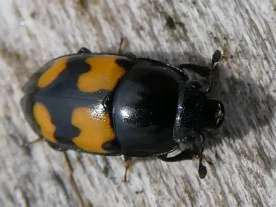 Sap Beetles