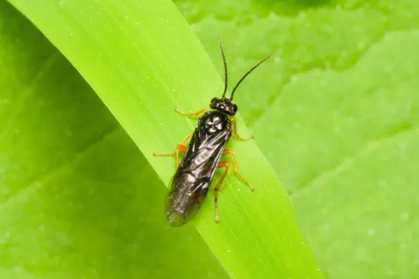 Adult sawfly with black body and orange legs resting on a green leaf
