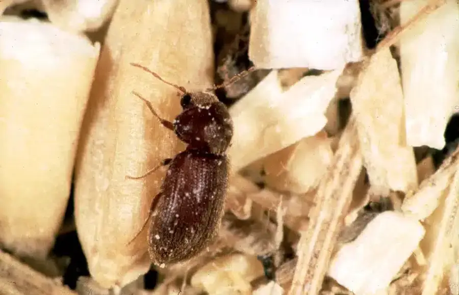 Sawtooth merchant beetle on grains