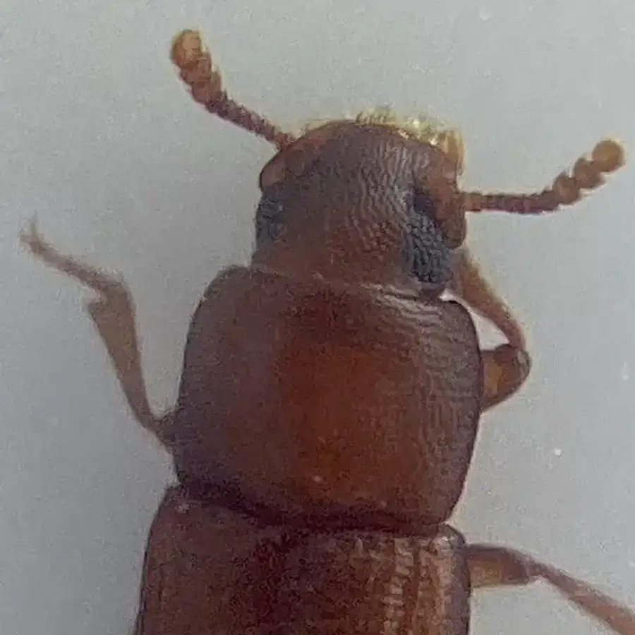 Detailed close-up of sawtoothed grain beetle head and thorax