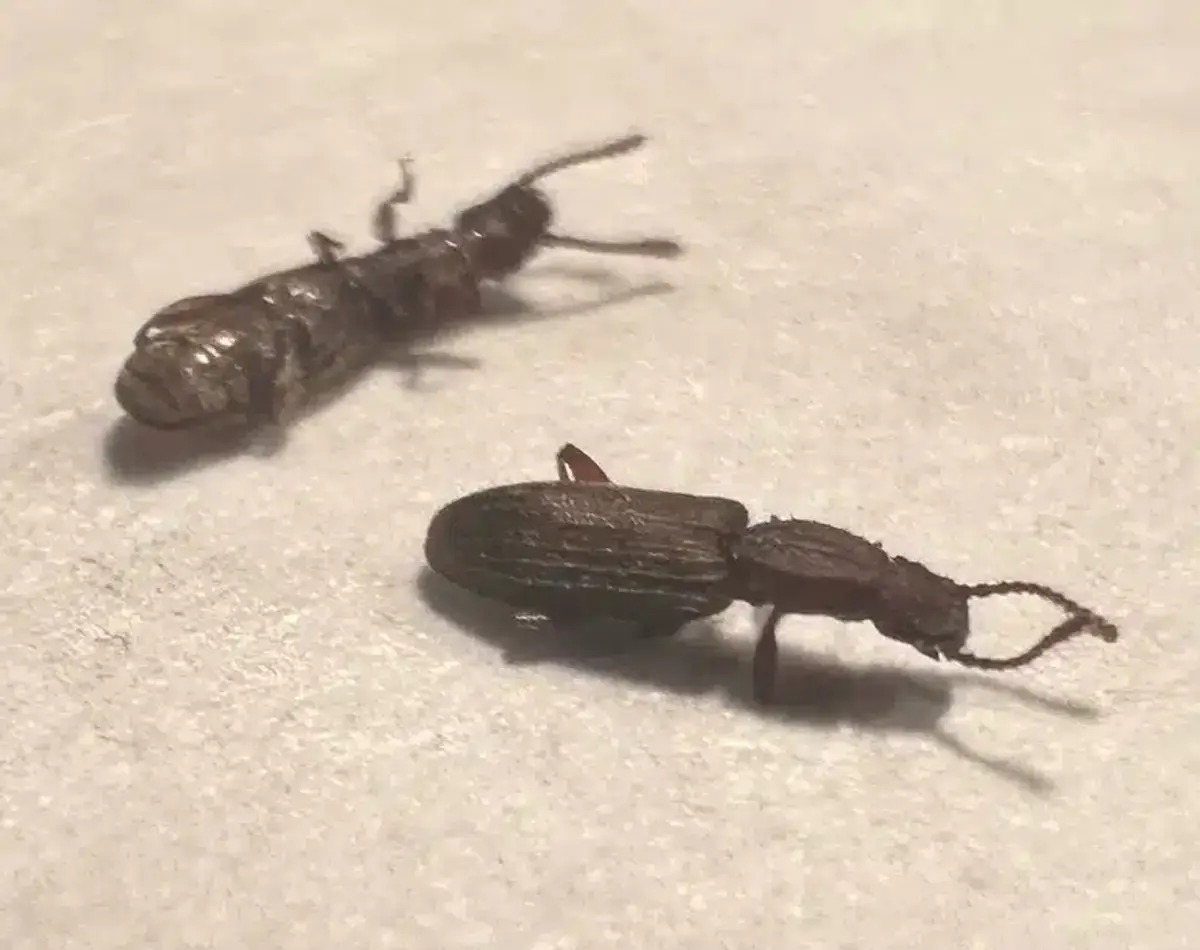 Close-up of sawtoothed grain beetles showing saw-like thorax projections