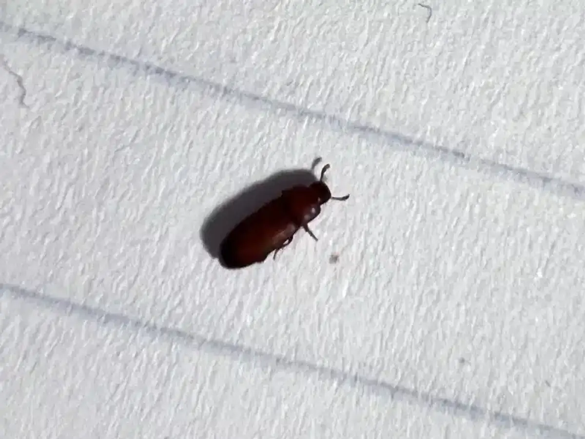 Sawtoothed grain beetle on lined paper showing its small size