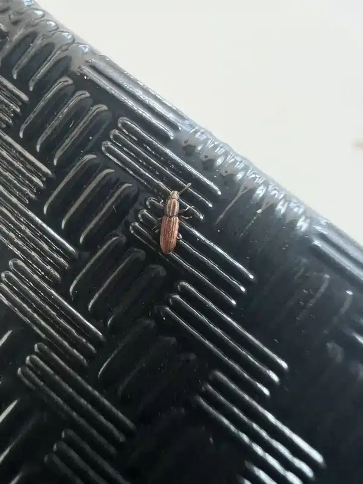 Sawtoothed grain beetle found on a plastic pantry storage container