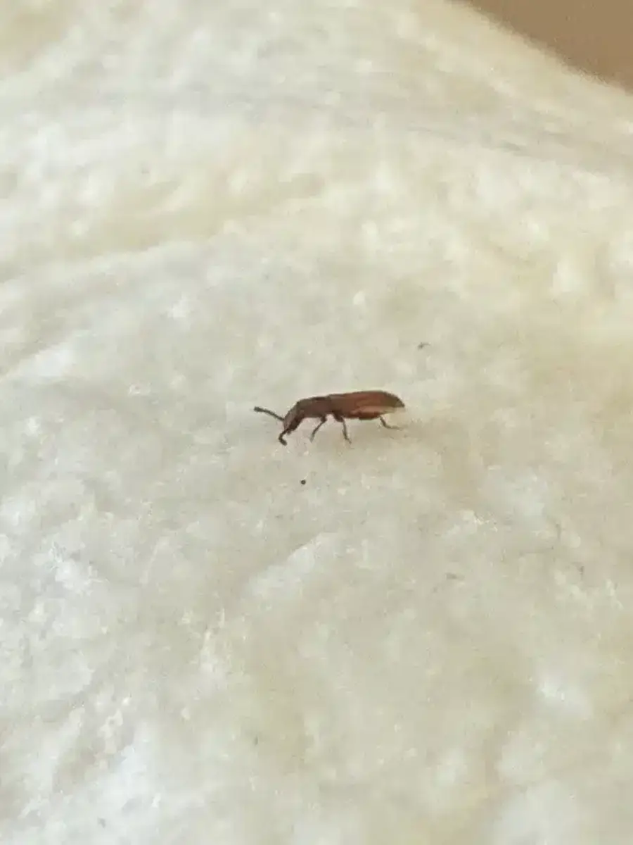 Side profile view of a sawtoothed grain beetle showing distinctive body shape