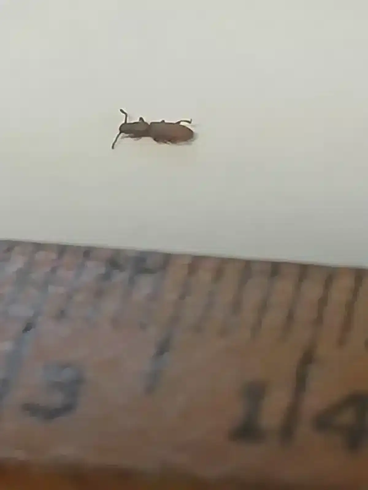 Sawtoothed grain beetle shown next to a ruler for size reference