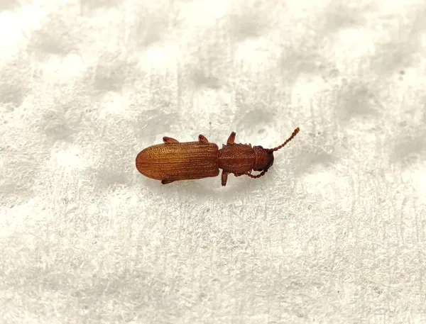 Side view of a sawtoothed grain beetle showing its distinctive flattened body and saw-like projections on the thorax