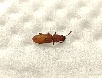 Side view of a sawtoothed grain beetle showing its distinctive flattened body and saw-like projections on the thorax