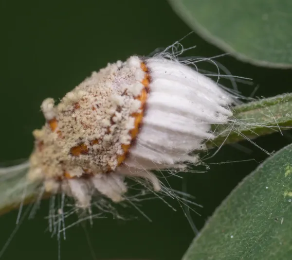 Cottony cushion scale insect on plant stem showing characteristic white waxy coating