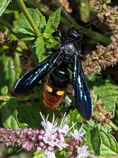 Blue-winged scoliid wasp on mint flowers showing dark iridescent blue wings and reddish-brown abdomen