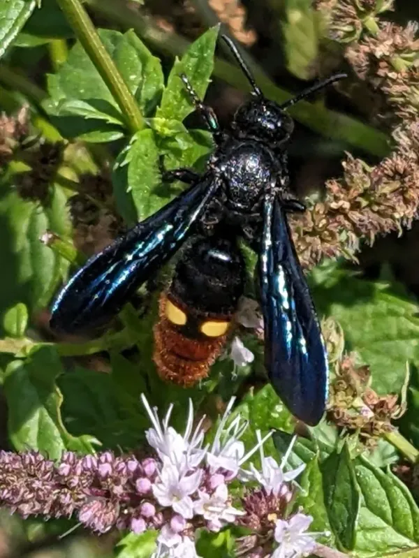Blue-winged scoliid wasp on mint flowers showing dark iridescent blue wings and reddish-brown abdomen