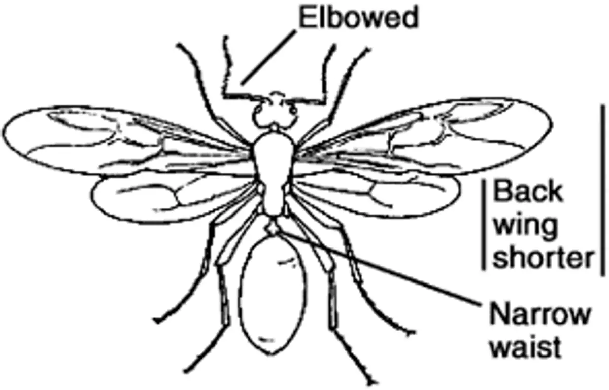 Close-up view of winged ant physical features