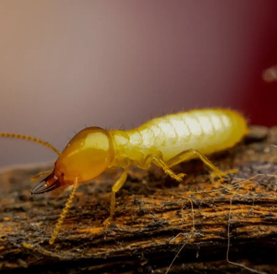 Termite workers showing straight bodies and antennae