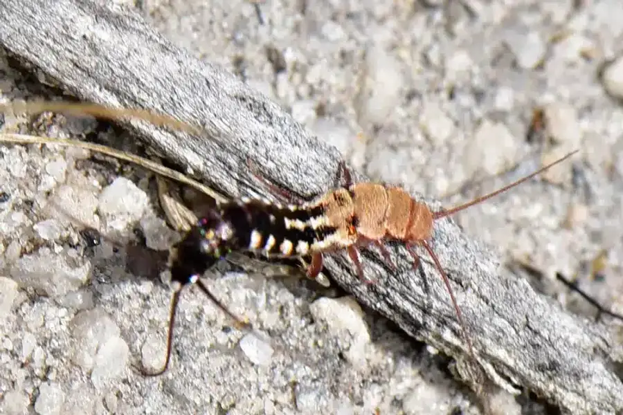 Scutigera crawling on a surface